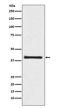PRAS40 AKT1S1 Rabbit Monoclonal Antibody