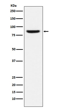 Anti-MCM5 Monoclonal Antibody