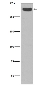 Anti-Cubilin CUBN Rabbit Monoclonal Antibody