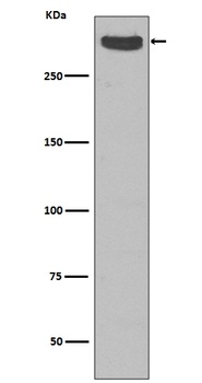 Cubilin CUBN Rabbit Monoclonal Antibody