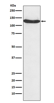 Anti-hnRNP U Monoclonal Antibody