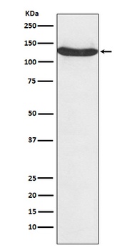 hnRNP U Monoclonal Antibody