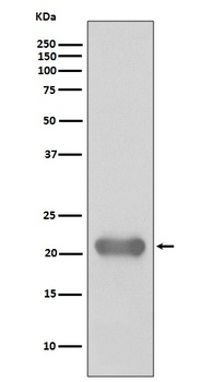 Anti-Smac/Diablo Rabbit Monoclonal Antibody