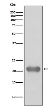 Smac/Diablo Rabbit Monoclonal Antibody