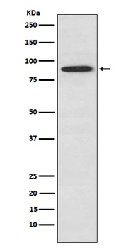 SAE2 / UBA2 Monoclonal Antibody