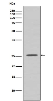 Anti-BCL2A1/Bcl 2 Related Protein A1 Rabbit Monoclonal Antibody