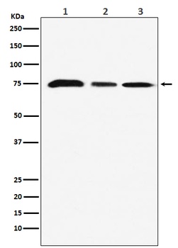 KAT7 / HBO1 / MYST2 Monoclonal Antibody