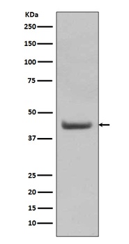 Anti-SOX18 Rabbit Monoclonal Antibody