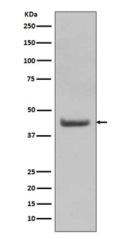 SOX18 Rabbit Monoclonal Antibody