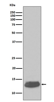 Anti-Parvalbumin PVALB Rabbit Monoclonal Antibody