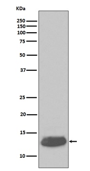 Parvalbumin PVALB Rabbit Monoclonal Antibody