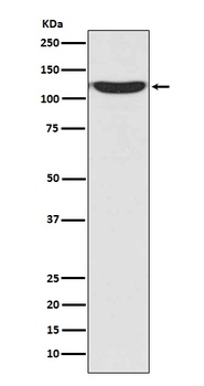 Anti-PKN2/Prk2 Rabbit Monoclonal Antibody