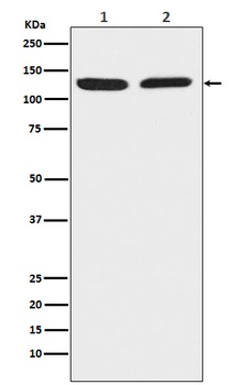 Chromogranin B CHGB Monoclonal Antibody