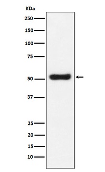Anti-OLFM4 Monoclonal Antibody