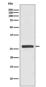 14-3-3 gamma YWHAG Rabbit Monoclonal Antibody
