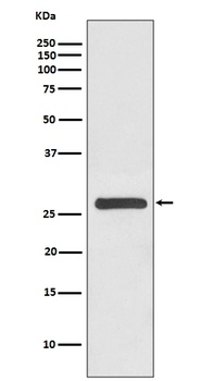Anti-14-3-3 gamma YWHAG Rabbit Monoclonal Antibody