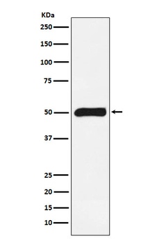 FKBP51 Monoclonal Antibody