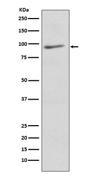 EIF2C3 AGO3 Rabbit Monoclonal Antibody