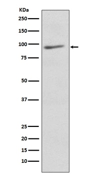 Anti-EIF2C3 AGO3 Rabbit Monoclonal Antibody