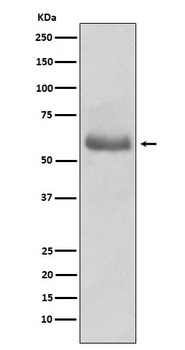 Oct-2 Monoclonal Antibody