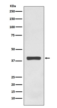 AMPK gamma 1 Rabbit Monoclonal Antibody
