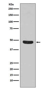 Anti-Flotillin 1 FLOT1 Rabbit Monoclonal Antibody