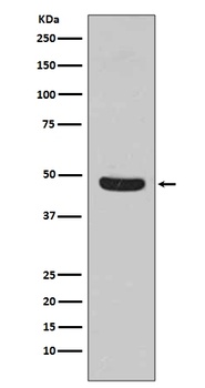 Flotillin 1 FLOT1 Rabbit Monoclonal Antibody