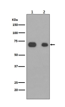 Anti-Caldesmon CALD1 Rabbit Monoclonal Antibody