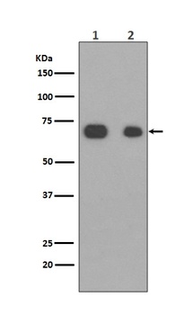 Caldesmon CALD1 Rabbit Monoclonal Antibody