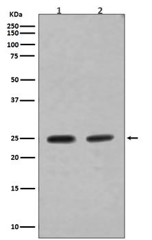 Rab4A/Rab4 Rabbit Monoclonal Antibody