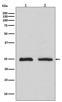 Rab4 RAB4A Rabbit Monoclonal Antibody