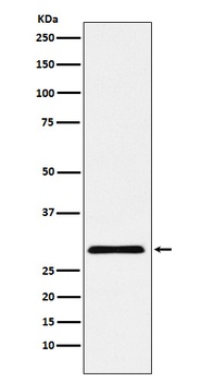 cbx7 Monoclonal Antibody