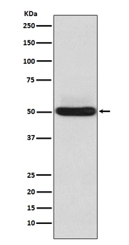 Anti-alpha Sarcoglycan Rabbit Monoclonal Antibody