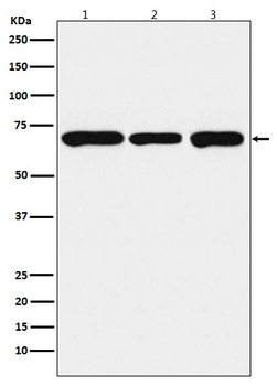 Anti-PCK2 Monoclonal Antibody