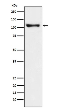 Anti-PSD93 Monoclonal Antibody