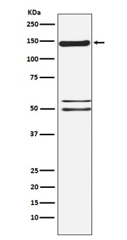Anti-SynGAP Rabbit Monoclonal Antibody