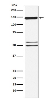 SynGAP Rabbit Monoclonal Antibody