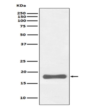Anti-PUMA BBC3 Rabbit Monoclonal Antibody