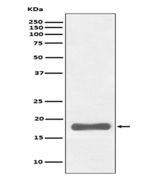 PUMA BBC3 Rabbit Monoclonal Antibody