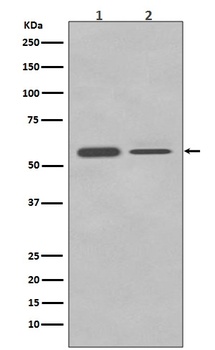 PTBP2 Rabbit Monoclonal Antibody