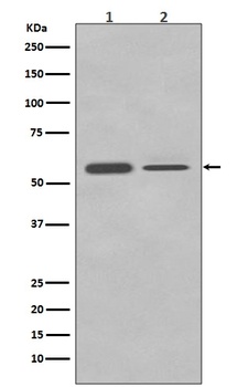 Anti-PTBP2 Rabbit Monoclonal Antibody