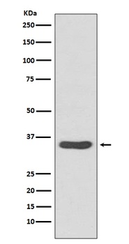 CDCA5/Sororin Rabbit Monoclonal Antibody