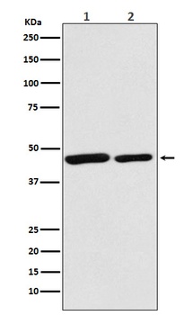 Citrate synthetase CS Monoclonal Antibody