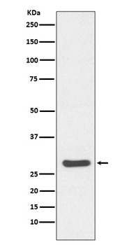 Anti-Caspase-14 Rabbit Monoclonal Antibody