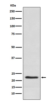 Placental lactogen CSH1 Monoclonal Antibody