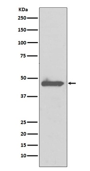 Caspase 5 CASP5 Rabbit Monoclonal Antibody