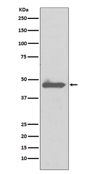 Anti-Caspase 5 CASP5 Rabbit Monoclonal Antibody