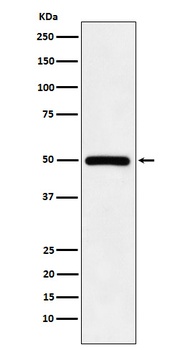 KMT5A / SETD8 / Pr-SET7 Monoclonal Antibody