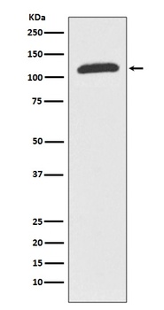 Anti-ABCF1 Rabbit Monoclonal Antibody