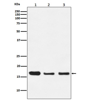 Anti-HES5 Monoclonal Antibody